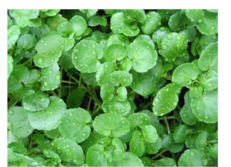 BİLİM İNSANLARI BİTKİ BAZLI B12 VİTAMİNİ KEŞFEDİLDİĞİNİ BELİRTİYOR!