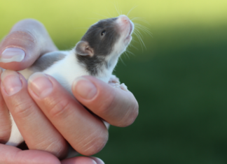 Hayvan Hakları Örgütleri COVID-19 Araştırmalarında Hayvan Kullanılmamasını Desteklemek için Birleşiyor