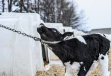 Organik süt çiftliklerindeki inekler özgür ve mutlu değil