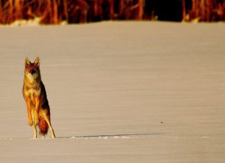 Washington yaban hayatını katleden av yarışmalarını yasakladı