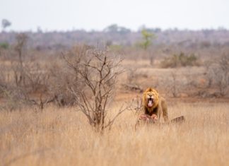 Vegan Yaşama Dair Mitler: “Et Yemek Doğaldır”