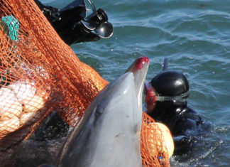 10 maddede yunus parkları ve katliam koyu Taiji