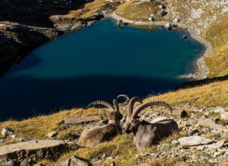 “Av turizmi” davasında önemli gelişme: Mahkeme bakanlığın savunmasını yetersiz buldu