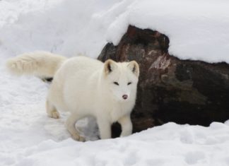 Canlı türlerinin azalmasından ve yok olmasından insanlık sorumlu