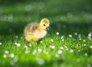 Yavruyken sevip büyüdüğünde yemenin ardındaki psikoloji