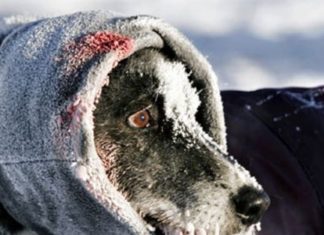 Alaska Havayolları Kırk Sene Sonra Zulme Desteği Bırakacağını Açıkladı