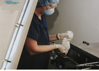 Avrupa Birliği hayvan kaynaklı olmayan antikorları tavsiye ediyor