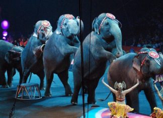 Paris’te 2022’den itibaren sirklerde hayvanların kullanılması yasaklandı