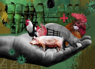 Uyanma Zamanı:Fabrika çiftlikleri pandemi için üreme alanları oluşturuyor!