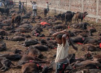 Binlerce hayvan Nepal’in ev sahipliği yaptığı “festivalde” öldürülecek (3-4 Aralık 2019)