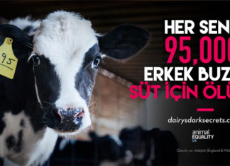 Sütlü Şubat’a Karşı Kampanya