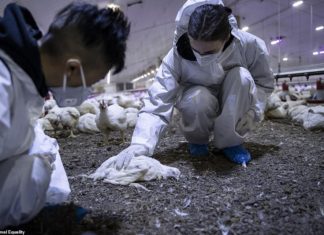 Çiftliklerde sömürülen hayvanların gözlerinin içine baktınız mı hiç? – Rooney Mara