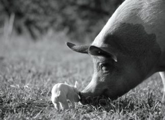Joaquin Phoenix ve Viktor Kosakovskiy’den yeni bir belgesel: Gunda