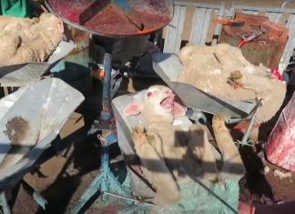 Vegan Yaşama Dair Mitler: “Yün Doğal ve Zararsızdır”