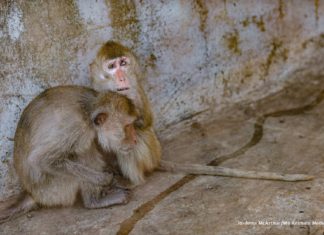 Dünya Maymun Günü: Ticaret, esaret ve vahşet ne zaman sona erecek?
