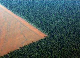 Hayvansal Üretim Dünyayı Yok Ediyor