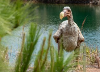 İnsan Çağı’nda biyokütle dağılımı