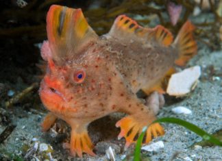 Doğa kendini yenileyemedi: 2020’de nesli tükenen türler