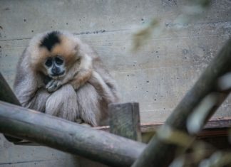 Sadece insanlar yalnız hissetmiyor