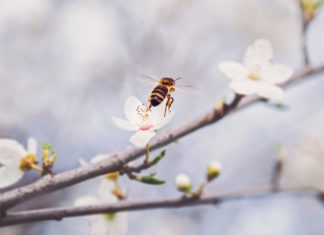 Arıların %25’inden haber alınamıyor