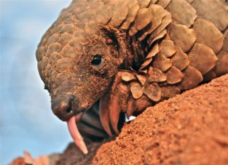 Dünya Pangolin Günü: Avcılık, ticaret ve pandemi