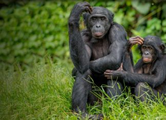 14 Şubat: Dünya Bonobo Günü
