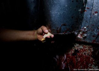 Vegan Yaşama Dair Mitler: “Veganlık aşırı uç”