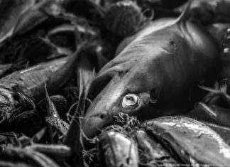 Seaspiracy: Balıkçılık endüstrisiyle ilgili 8 çarpıcı gerçek