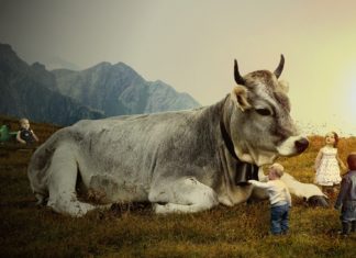 Hayvancılık, hayvan kullanımı ve bulaşıcı hastalıklar bağlamında Dünya Tüberküloz Günü