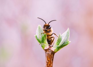 Tarım ilaçları, kontamine ballar ve yok olan arılar