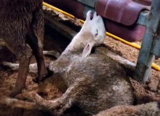 Süveyş Kanalı’ndaki tıkanıklık, canlı hayvan ticareti ve kölelik