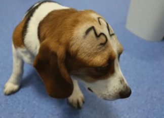 Gizli çekimlerle hayvanlarda toksisite deneylerinin ardındaki vahşet