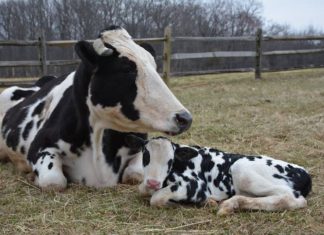 Esaretten özgürlüğe