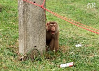 Köleliğin maymunlar ve hindistan ceviziyle ne ilgisi olabilir?