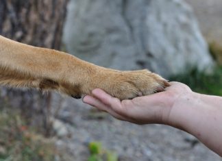 Yunanistan’da hayvana şiddete ağırlaştırılan yeni cezalar
