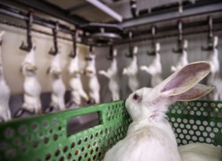 Birleşik Krallık da hayvanları “duyarlı varlıklar” olarak tanıyacağını açıkladı