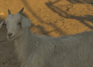 40. İstanbul Film Festivali’nin en iyi belgeseli Anima ödülünü aldı