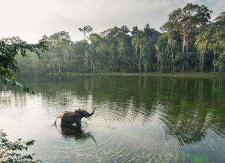 Yağmur ormanlarındaki sesleri dünyanın her yerinden duymak artık mümkün