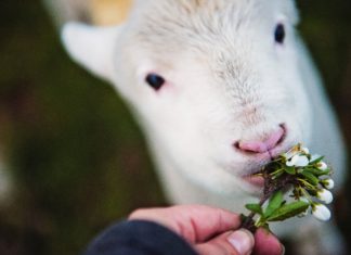Yaşatan bayramlar için bağış alan kurumlar
