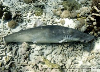 Birleşik Krallık köpekbalığı yüzgeci ticaretini yasakladı