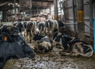 Yeni araştırma: Gıda endüstrisi emisyonlarının %60’ı “et” üretimi kaynaklı -bitkilerin iki katı