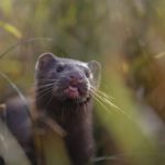 İrlanda kürk çiftliklerini yasakladı