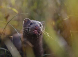 İrlanda kürk çiftliklerini yasakladı
