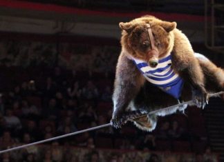 Fransa sirklerde yaban hayvanı kullanımını yasakladı