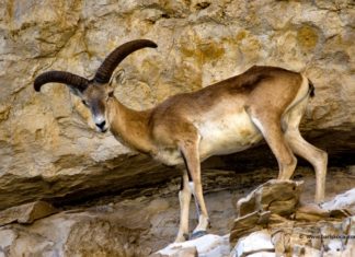 Konya ve Karaman’da Anadolu yaban koyunu ve yaban keçisi avına mahkemeden yürütmeyi durdurma kararı çıktı