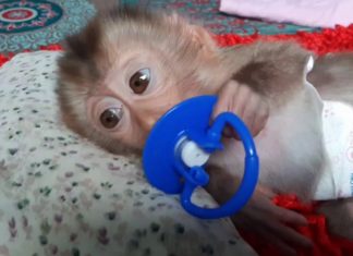 “Sevimli” sosyal medya videoları egzotik hayvan ticaretini normalleştiriyor