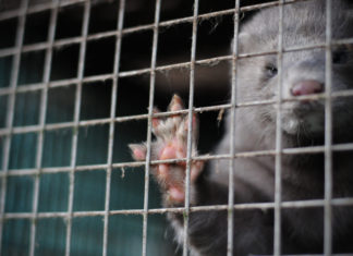 Son dakika: İtalya kürk çiftliklerini yasaklıyor