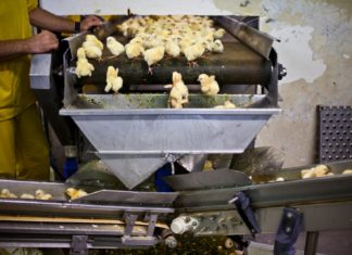 Erkek civciv katliamı: Türkiye