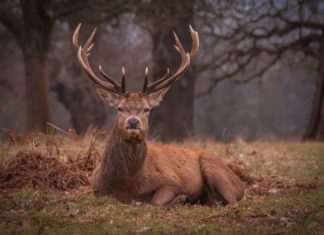 Kızıl geyik avına ikinci kez mahkemeden yürütmeyi durdurma