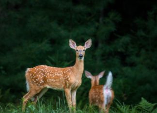 Geyikler koronavirüs taşıyabiliyor: Peki bu, pandemi için ne anlama geliyor?